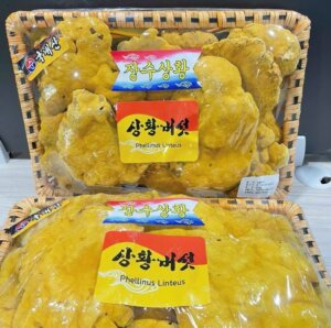 nấm thượng hoàng hàn quốc