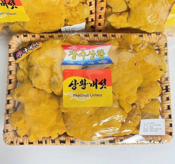 Nấm Thượng hoàng Hàn Quốc Phellines 500g (tai to) - Ảnh 5